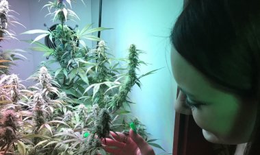 Turning The Key on The Turnkey Home Grow Cabinet, “Get to Know The Armoire” Webinar Set for Wednesday, October 27, 6 pm