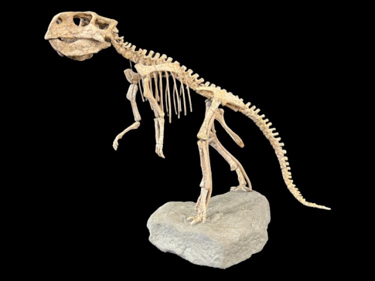Complete Dinosaur Skeleton is Just The Start in Weiss Auctions' Wild and Wonderful Iconic and Eclectic Auction, Sept. 29