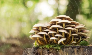 Can Parrots Eat Mushrooms? A Comprehensive Guide for Parrot Owners