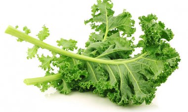 Can Guinea Pigs Eat Kale? Everything You Need to Know