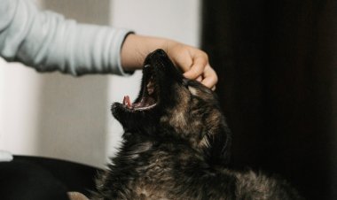 Early Signs of Stomach Cancer in Dogs Every Pet Parent Should Know