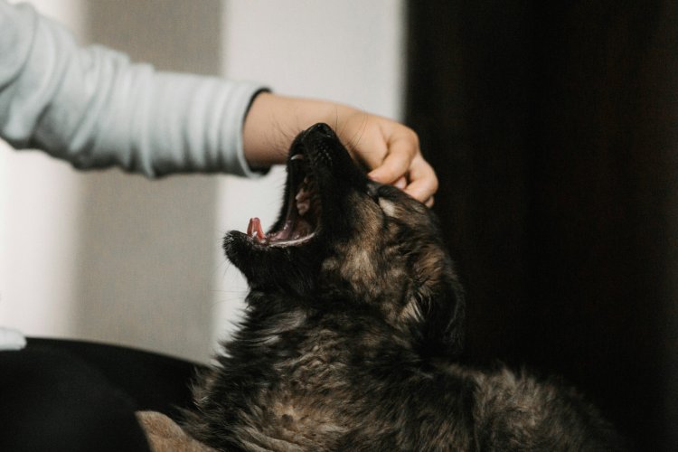 Early Signs of Stomach Cancer in Dogs Every Pet Parent Should Know