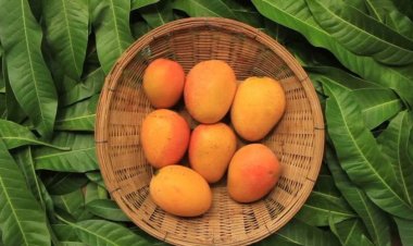 Why Do Global Markets Prefer to Buy Export Quality Chaunsa Mango in 2026?