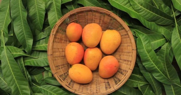 Why Do Global Markets Prefer to Buy Export Quality Chaunsa Mango in 2026?