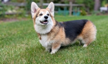 Pet Adoption Day - Quincy Animal Shelter, Polkadog and TLC Supply Host Pet Adoption Event