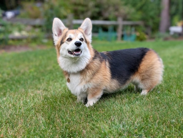 Pet Adoption Day - Quincy Animal Shelter, Polkadog and TLC Supply Host Pet Adoption Event
